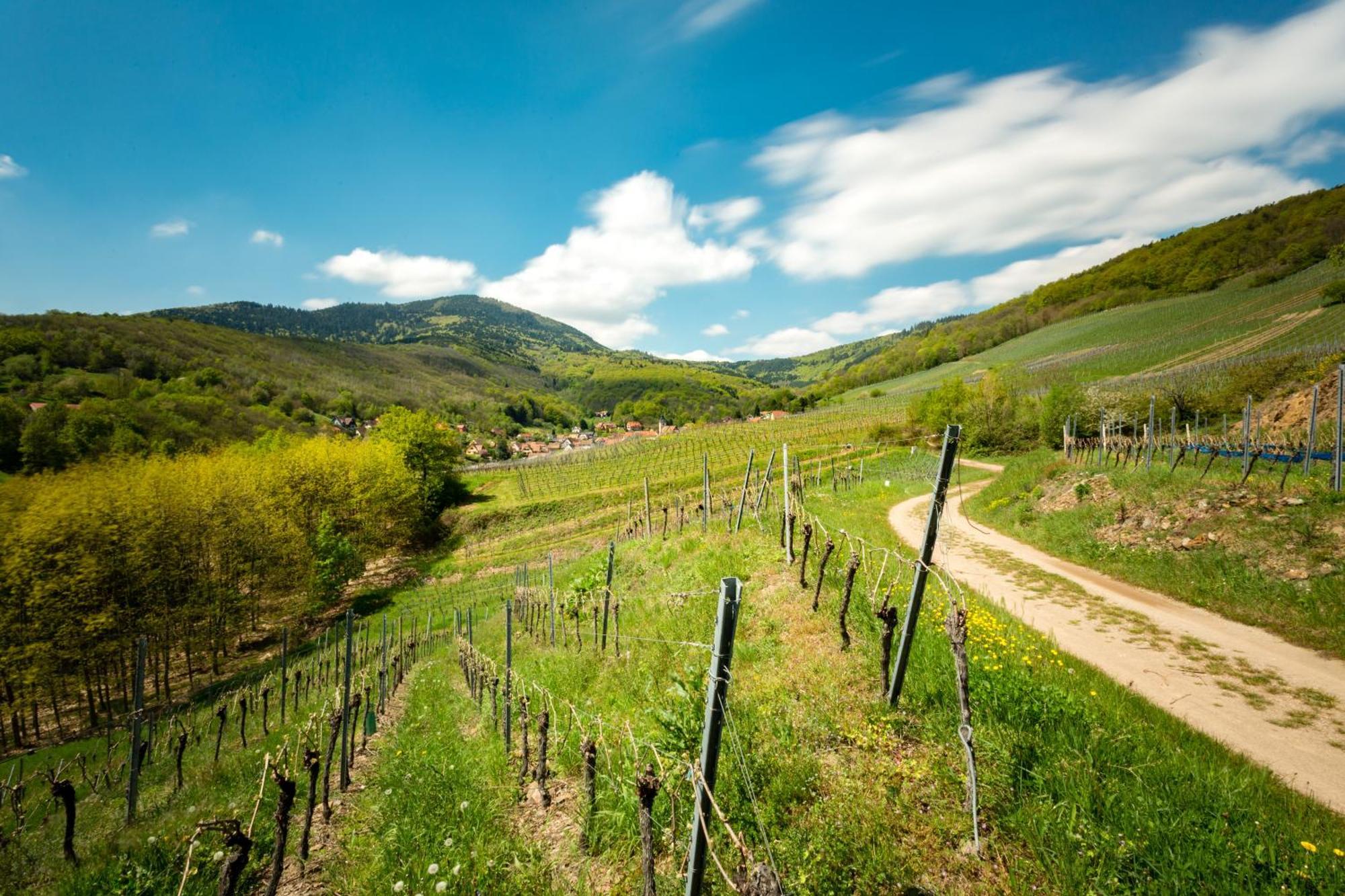 Chambre Du Vigneron - Domaine Leon Bleesz Reichsfeld Exterior photo