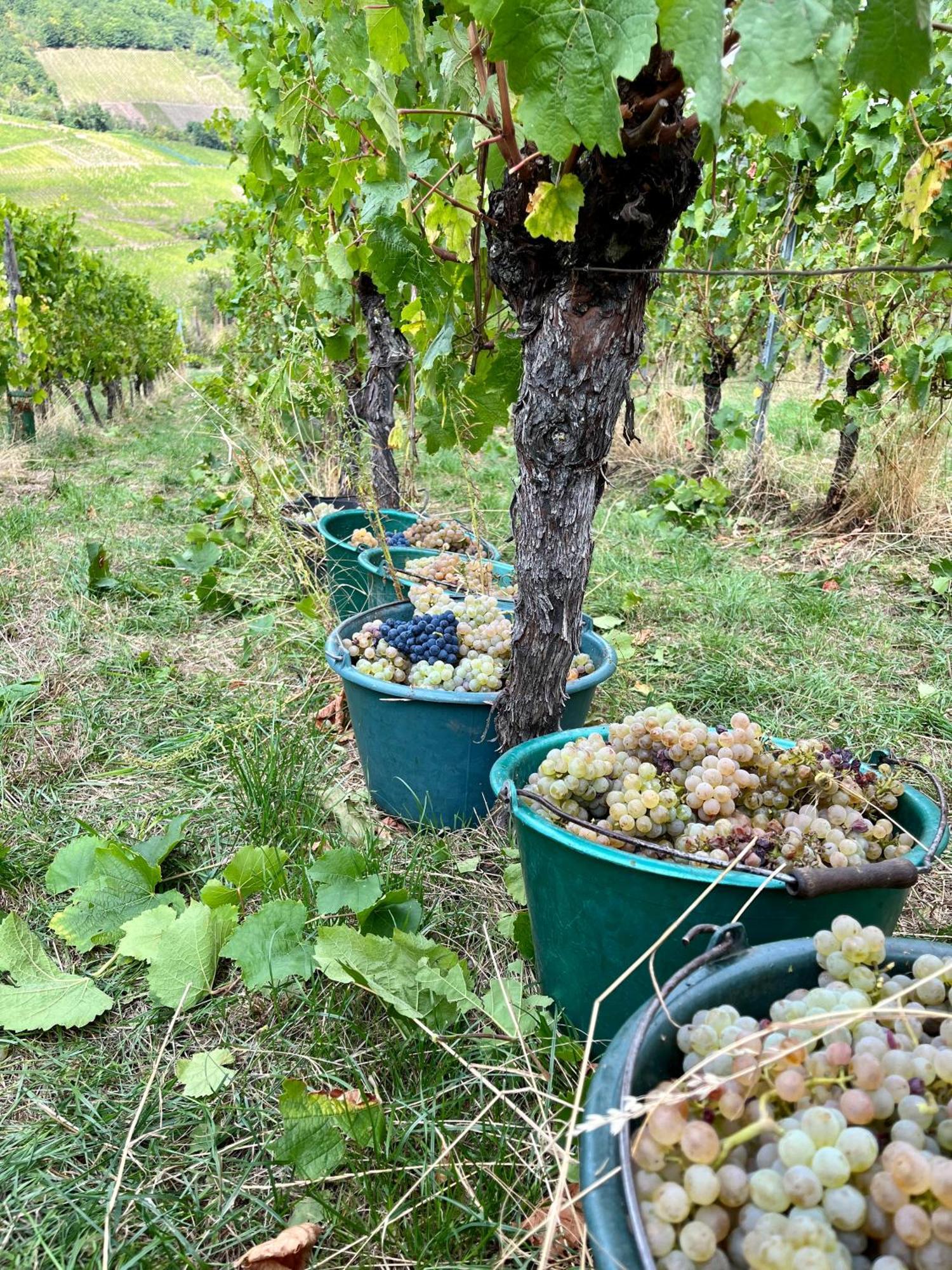 Chambre Du Vigneron - Domaine Leon Bleesz Reichsfeld Exterior photo
